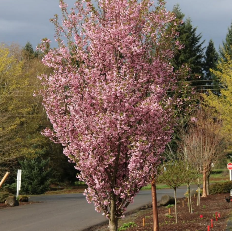 Prunus x incam First Blush Cherry – Mountain View Nursery