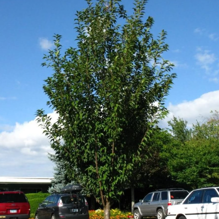 Prunus x incam First Blush Cherry
