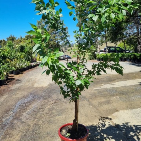 Prunus x incam First Blush Cherry