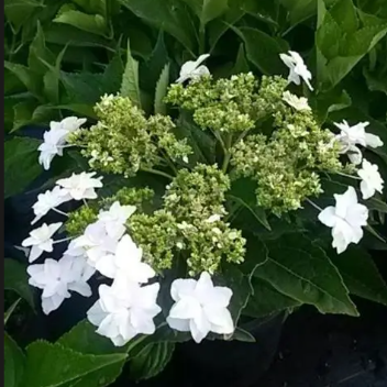 Hydrangea Macrophylla Fireworks