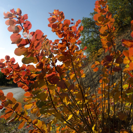 Cotinus coggygria x obovatus Flame Smoke Bush