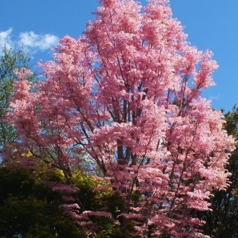 Cedrela sinensis Chinese Cedar Flamingo