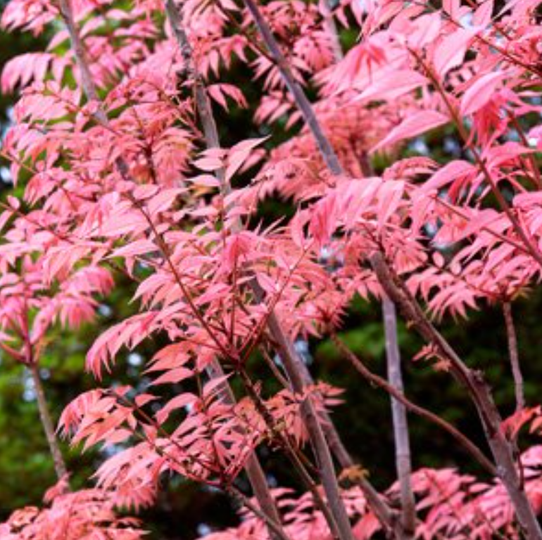 Cedrela sinensis Chinese Cedar Flamingo