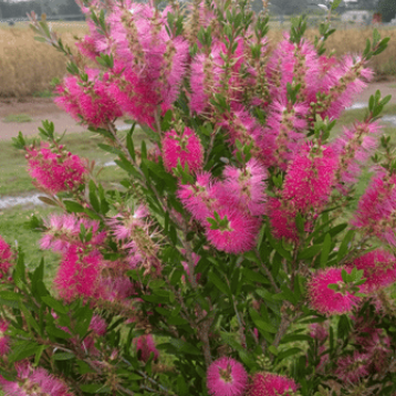 Callistemon Fluro Burst™ PBR