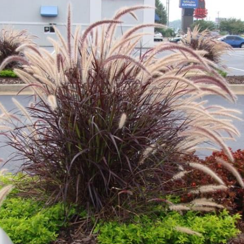 Pennisetum setaceum Fountain Grass