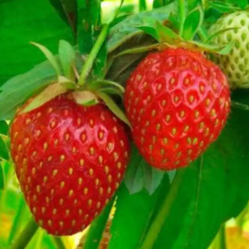 Fragaria x. ananassa Fragoo Pink Strawberry