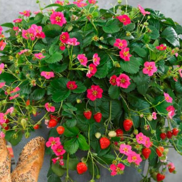 Fragaria x. ananassa Fragoo Pink Strawberry – Mountain View Nursery