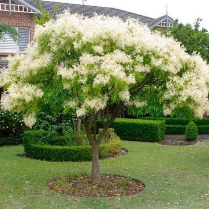 Fraxinus griffithi Evergreen Ash
