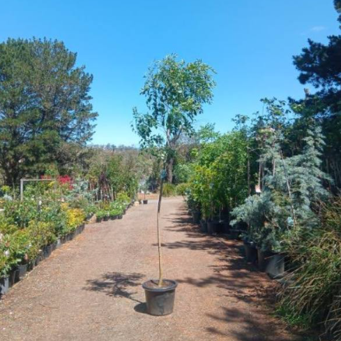 Fraxinus griffithi Evergreen Ash