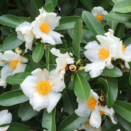 Gordonia yunnanensis Yunnan Fried Egg Plant