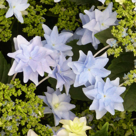 Hydrangea Macrophylla Fireworks