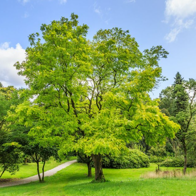 Robinia pseudoacacia Frisia Golden Robinia – Mountain View Nursery