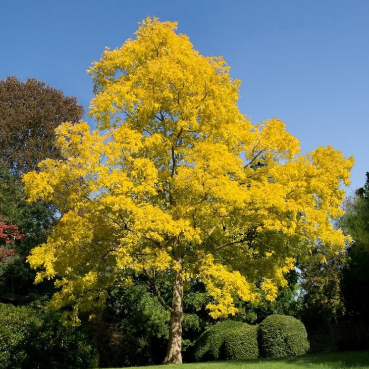 Robinia pseudoacacia Frisia Golden Robinia
