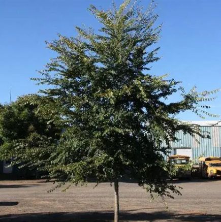 Ulmus carpinifolia x parvifolia Frontier Elm