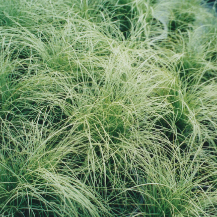 Carex comans Frosted Curls