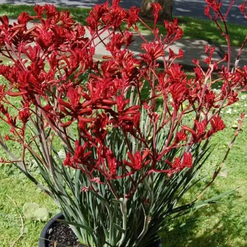 Anigozanthos Frosty Red