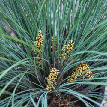 Lomandra confertifolia Frosty Top