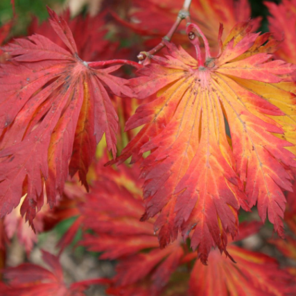 Acer japonicum Full Moon Maple