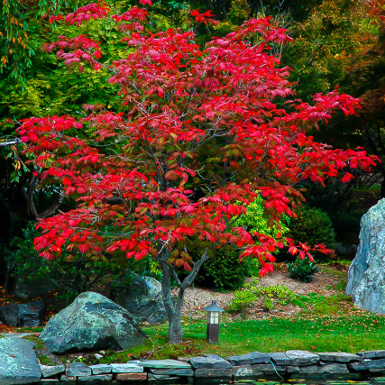 Acer japonicum Full Moon Maple