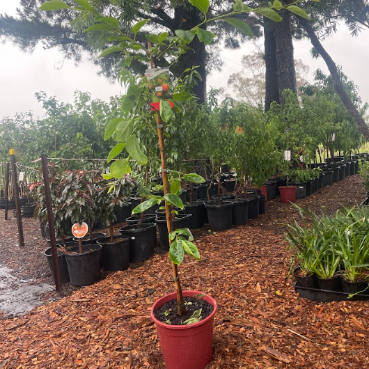 Diospyros kaki Fuyu Persimmon