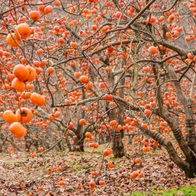 Diospyros kaki Fuyu Persimmon