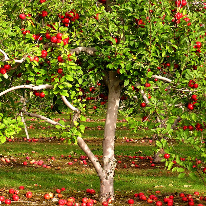 Malus domestica Gala Apple