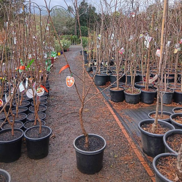 Malus domestica Gala Apple