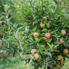 Malus domestica Gala Super Dwarf Apple