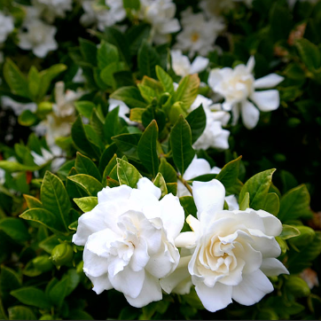 Gardenia augusta Florida