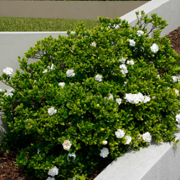 Gardenia augusta Florida
