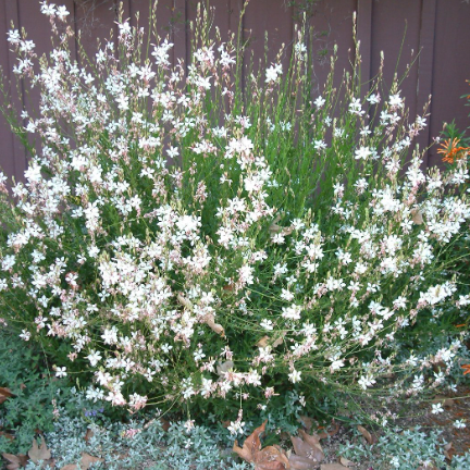 Gaura lindheimeri Geyser Stratosphere White