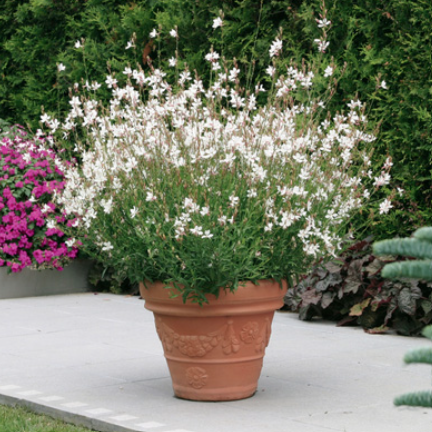 Gaura lindheimeri Geyser Stratosphere White