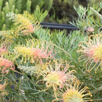 Grevillea Gelato Dream