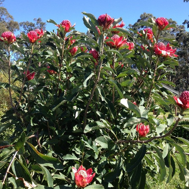 Telopea speciosissima hybrid Gembrook Waratah