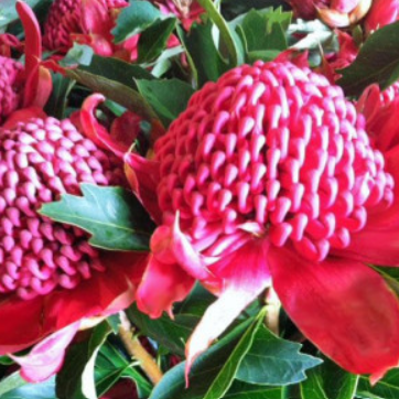 Telopea speciosissima hybrid Gembrook Waratah