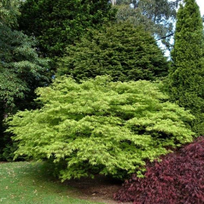 Acer palmatum dissectum Germaines Gyration