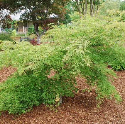 Acer palmatum dissectum Germaines Gyration