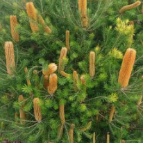 Banksia Giant Candles