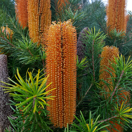 Banksia Giant Candles