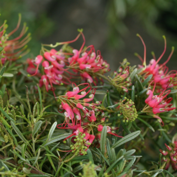 Grevillea obtusifolia hybrid Gin Gin Jewel