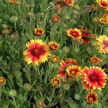 Gaillardia Goblin