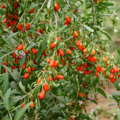 Lycium barbarum Goji Berry