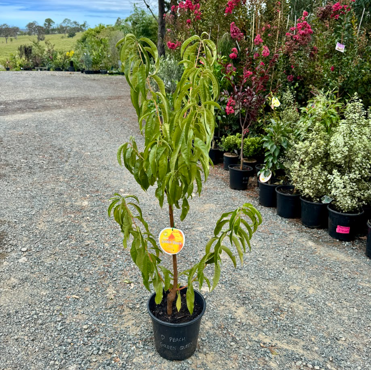 Prunus persica Golden Queen Dwarf Peach