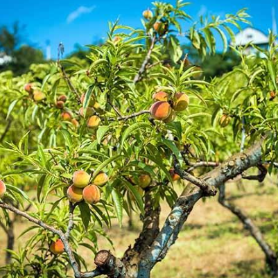 Prunus persica Golden Queen Dwarf Peach