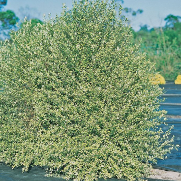 Pittosporum tenuifolium Golden Sheen - Super Screen Original