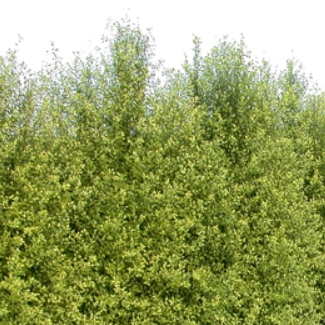 Pittosporum tenuifolium Golden Sheen  PBR