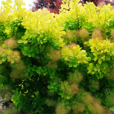 Cotinus coggygria Golden Spirit Smoke Bush