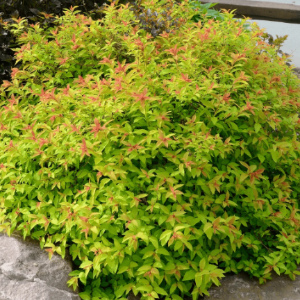 Spiraea japonica Goldflame