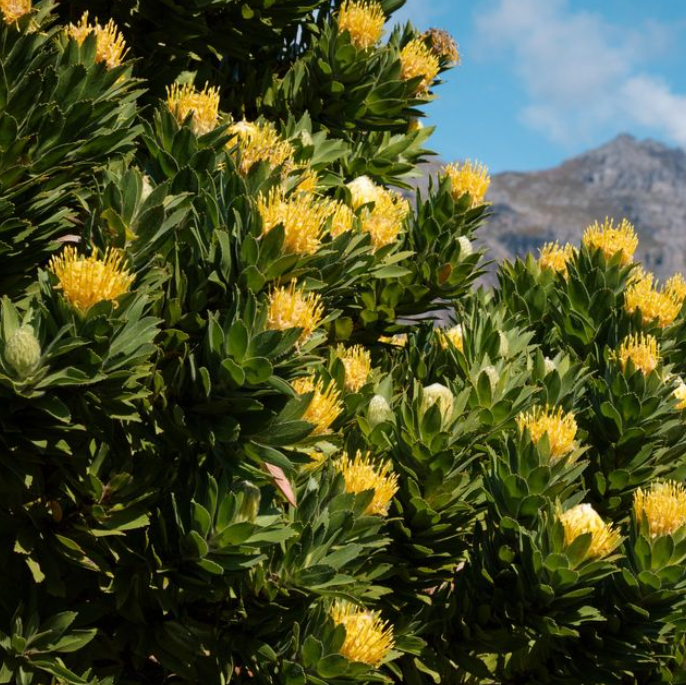 Leucospermum cuneiforme Goldie