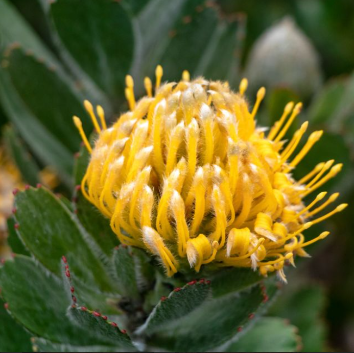 Leucospermum cuneiforme Goldie
